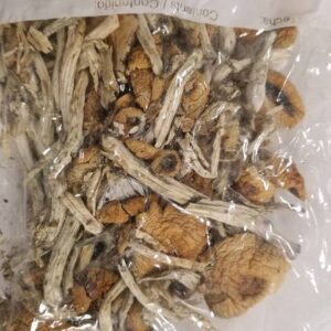 Zauberpilze kaufen Deutschland
